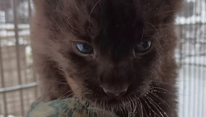 В семействе леопардов в барнаульском зоопарке родился очаровательный котенок