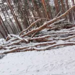 Жители Бийска отказываются верить в законность рубок леса на АБ