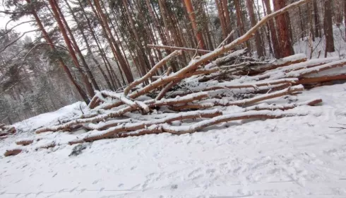 Жители Бийска отказываются верить в законность рубок леса на АБ