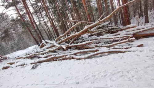 Жители Бийска отказываются верить в законность рубок леса на АБ