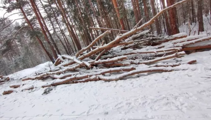 Жители Бийска отказываются верить в законность рубок леса на АБ