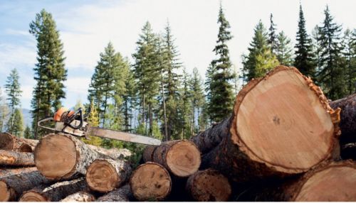 СМИ: проверка алтайского Минприроды выявила ущерб лесам на сотни миллионов