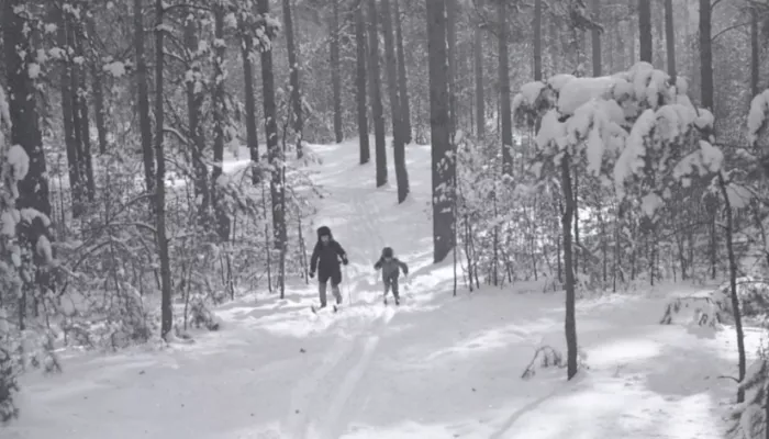 Лесной гигант: как менялся облик Ленточного бора. Архивные фотографии