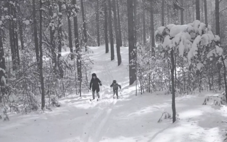 Лесной гигант: как менялся облик ленточного бора. Архивные фотографии
