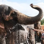 По улице слонов водили: как экзотичные звери взбудоражили Барнаул. Фото из прошлого