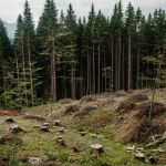 Незаконные рубки, пожары: массу нарушений нашли в алтайском Минприроды