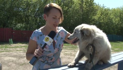 Собака Келли ищет хозяина в Барнауле