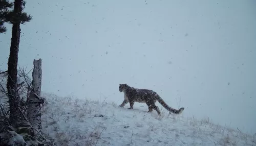 В Сайлюгемском нацпарке рассказали, как вести себя при встрече со снежным барсом