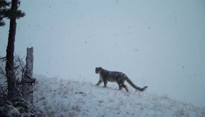 В Сайлюгемском нацпарке рассказали, как вести себя при встрече со снежным барсом
