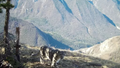 Ловушка засняла годовой цикл жизни снежных барсов в Республике Алтай. Фото