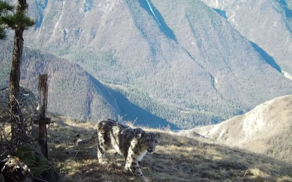 Ловушка засняла годовой цикл жизни снежных барсов в Республике Алтай. Фото