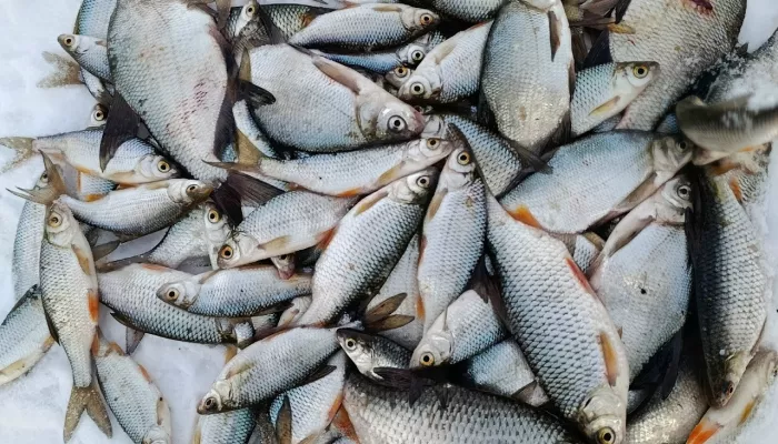 Ведра добычи: рыбаки Алтайского края показали фото зимнего улова