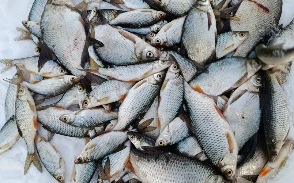 Ведра добычи: рыбаки Алтайского края показали фото зимнего улова