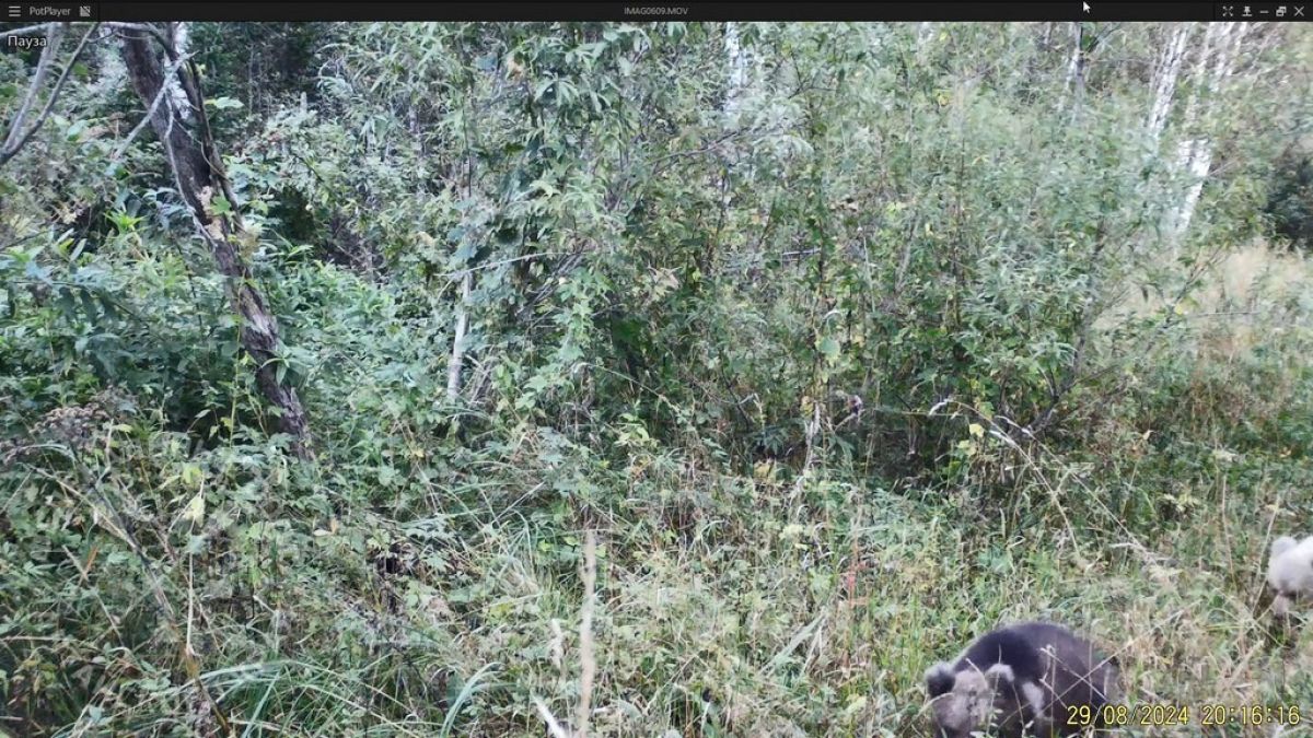 Белый медвежонок в Тигирекском заповеднике