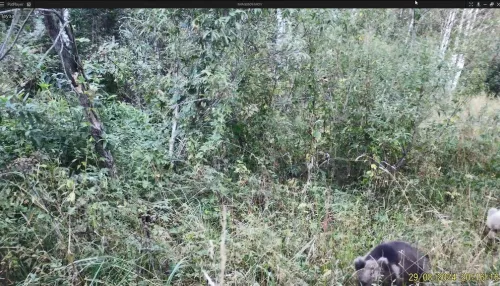 Редчайшего белого медвежонка запечатлели в Алтайском крае. Фото малыша