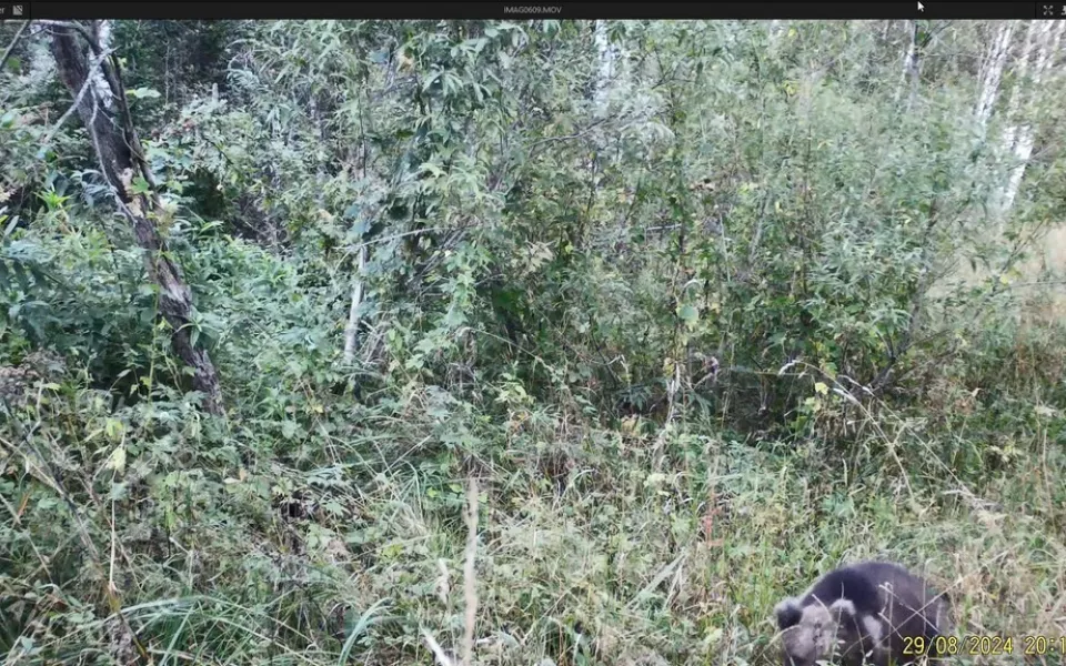 Редчайшего белого медвежонка запечатлели в Алтайском крае. Фото малыша