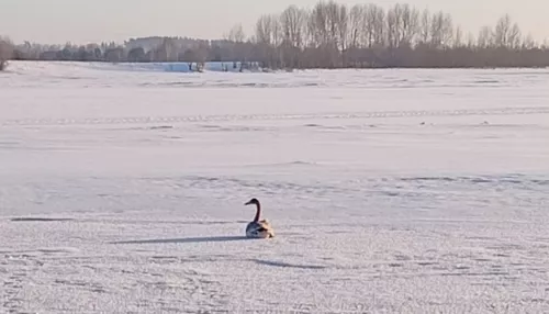 Белого лебедя с перебитым крылом заметили в Алтайском крае