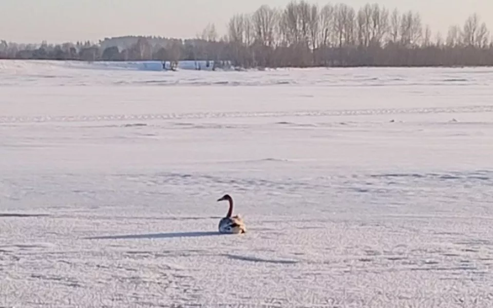 Белого лебедя с перебитым крылом заметили в Алтайском крае