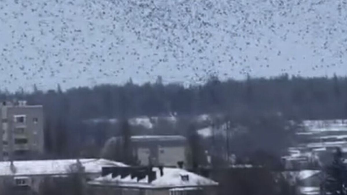 Птицы во время ракетной опасности