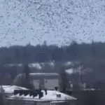 Глава Белгородской области показал странное поведение птиц во время ракетной тревоги