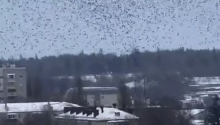 Глава Белгородской области показал странное поведение птиц во время ракетной тревоги