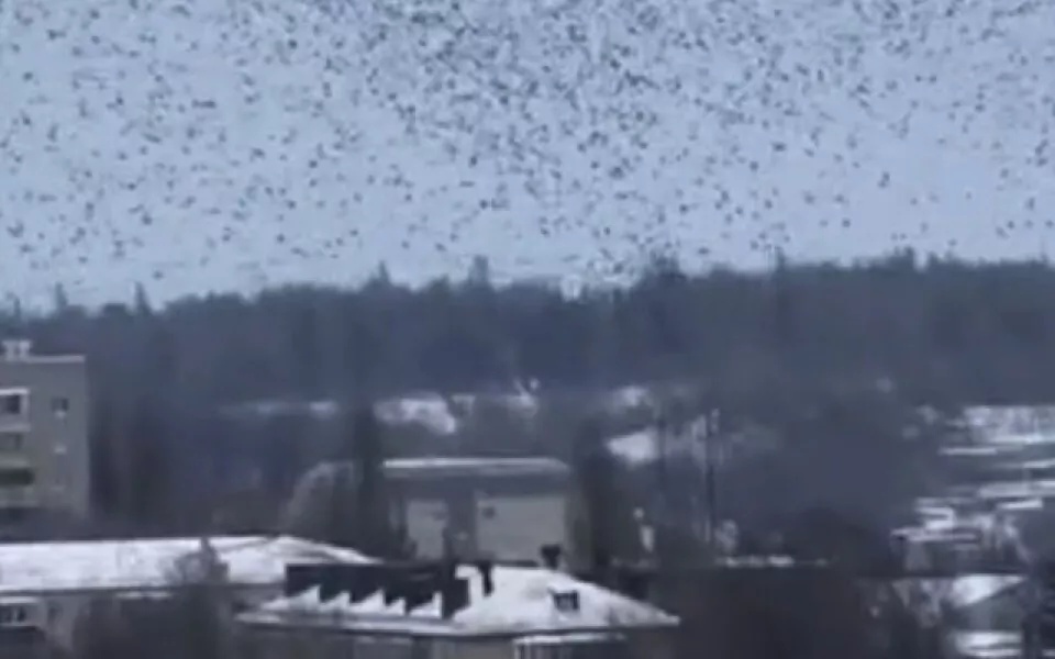 Глава Белгородской области показал странное поведение птиц во время ракетной тревоги
