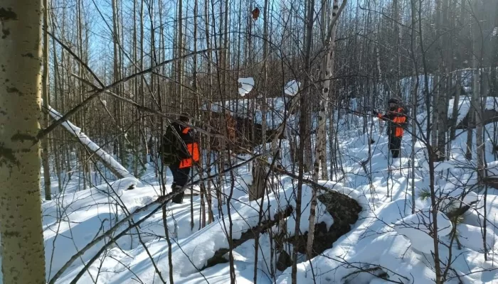 Три варианта: какие версии пропажи семьи Усольцевых отрабатывают следователи