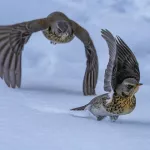 На берегах Телецкого озера засняли зимующих дроздов-рябинников. Фото