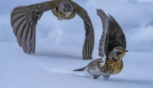 На берегах Телецкого озера засняли зимующих дроздов-рябинников. Фото