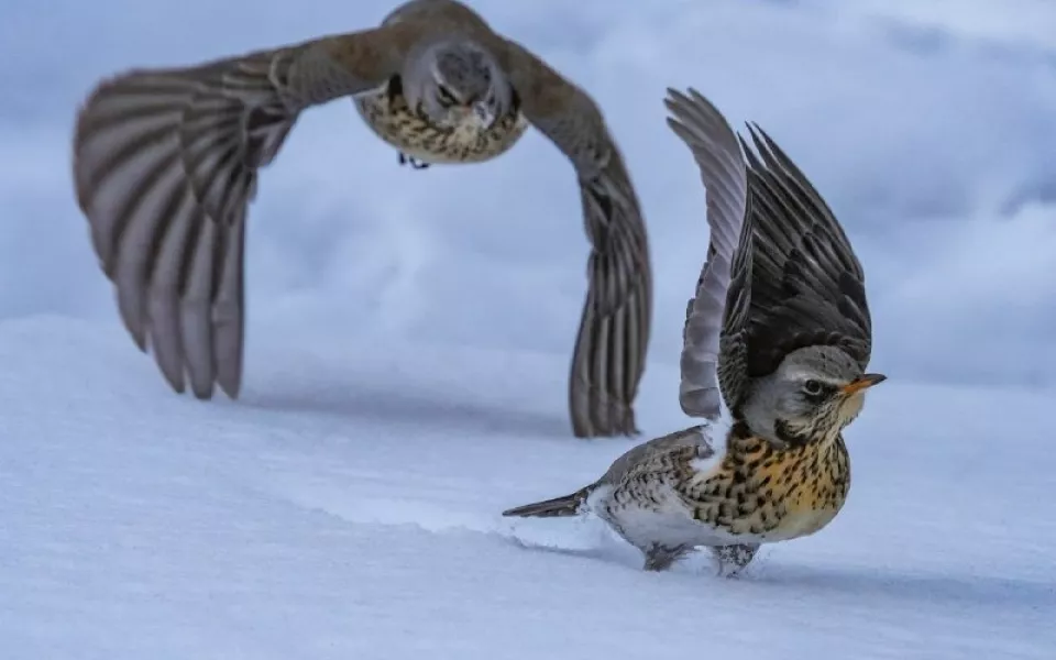 На берегах Телецкого озера засняли зимующих дроздов-рябинников. Фото