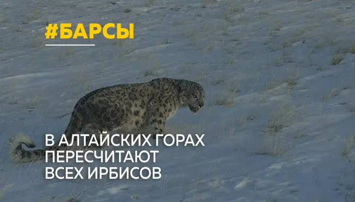 Хозяин гор: большую кампанию по учету снежных барсов проведут в Республике Алтай