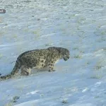 Хозяин гор: большую кампанию по учету снежных барсов проведут в Республике Алтай