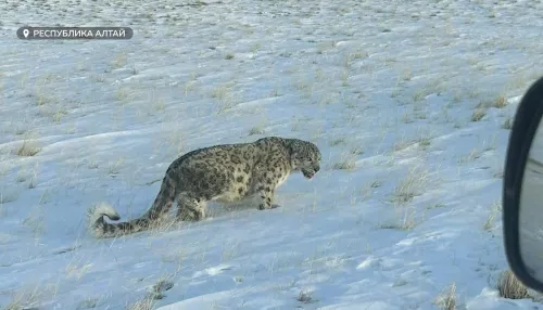 Хозяин гор: большую кампанию по учету снежных барсов проведут в Республике Алтай