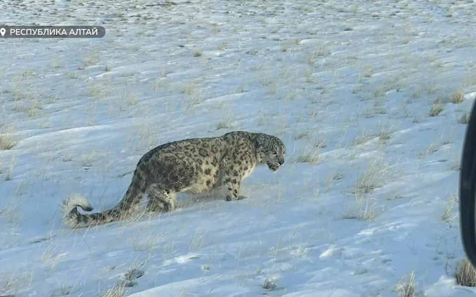 Хозяин гор: большую кампанию по учету снежных барсов проведут в Республике Алтай