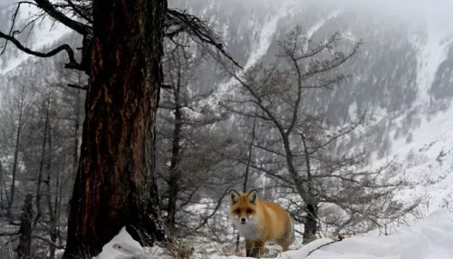 Осторожная лисица попала в объектив фотоловушки Сайлюгемского нацпарка. Фото