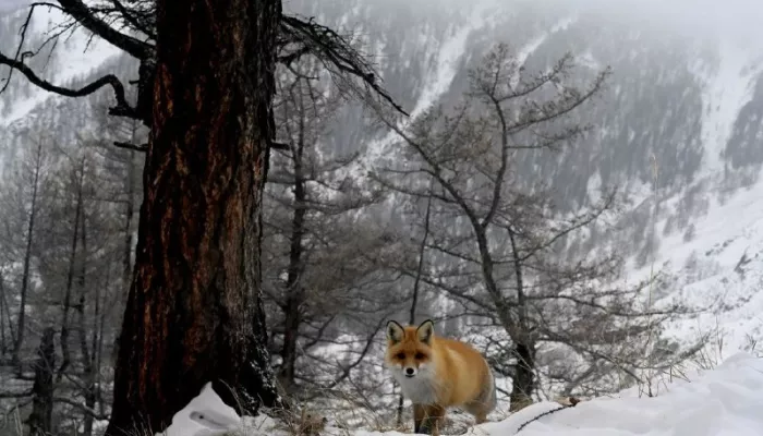 Осторожная лисица попала в объектив фотоловушки Сайлюгемского нацпарка. Фото