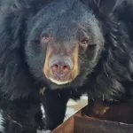Гималайские медведи из барнаульского зоопарка почувствовали тепло и вышли перекусить