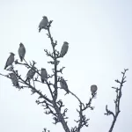 Синицы, воробьи и гоголи: каких птиц наблюдали в Алтайском заповеднике в январе. Фото