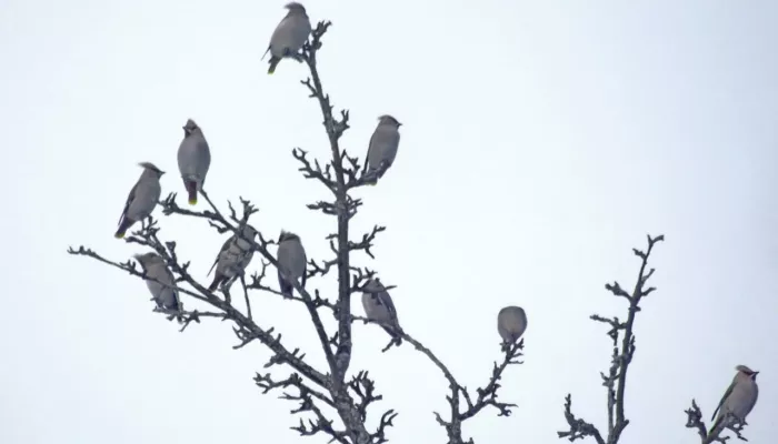 Синицы, воробьи и гоголи: каких птиц наблюдали в Алтайском заповеднике в январе. Фото