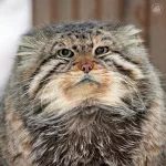 Новосибирский зоопарк простился с легендами: ушли манулы-старейшины. Фото