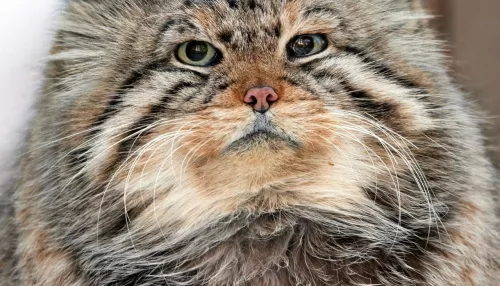 Новосибирский зоопарк простился с легендами: ушли манулы-старейшины. Фото