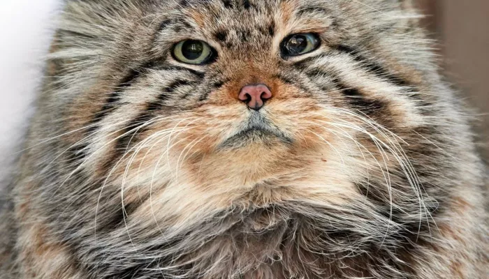 Новосибирский зоопарк простился с легендами: ушли манулы-старейшины. Фото