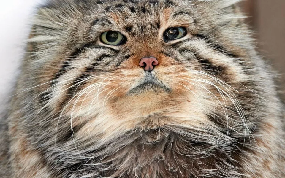 Новосибирский зоопарк простился с легендами: ушли манулы-старейшины. Фото