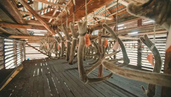 В Алтайском крае продают крупный мараловодческий и охотничий комплекс за 750 млн