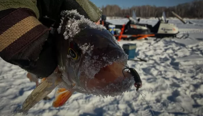 Алтайские рыбаки показали свои февральские уловы. Фото