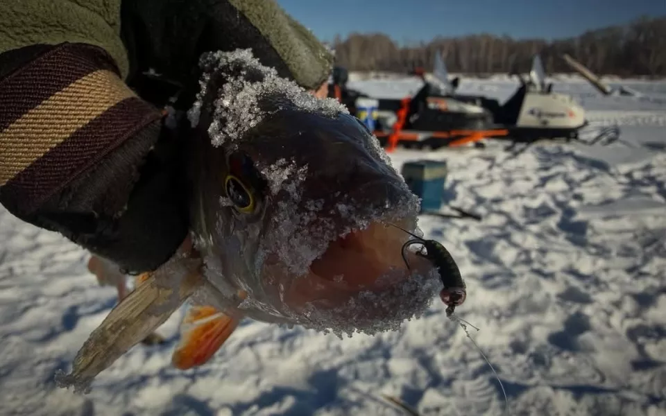Алтайские рыбаки показали свои февральские уловы. Фото
