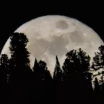 Кружевная Луна взошла над Прителецкой тайгой. Фото