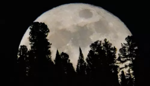 Кружевная Луна взошла над Прителецкой тайгой. Фото