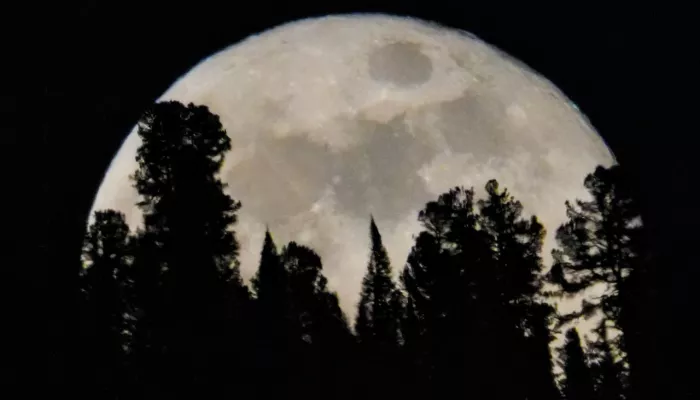 Кружевная Луна взошла над Прителецкой тайгой. Фото