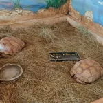 В барнаульском зоопарке поселилась пара шпороносных черепах. Фото